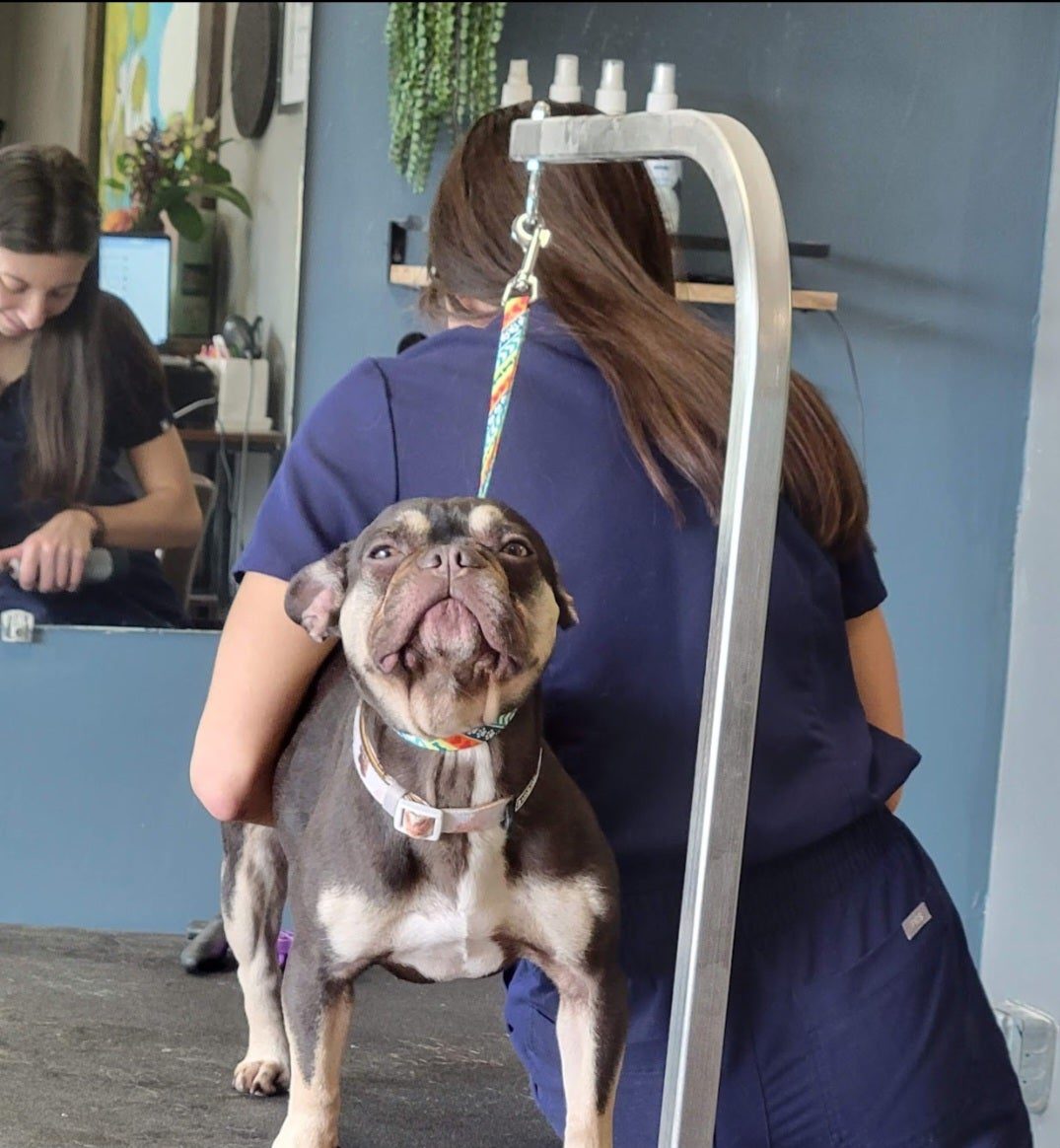 A groomer working with a small dog on the grooming table