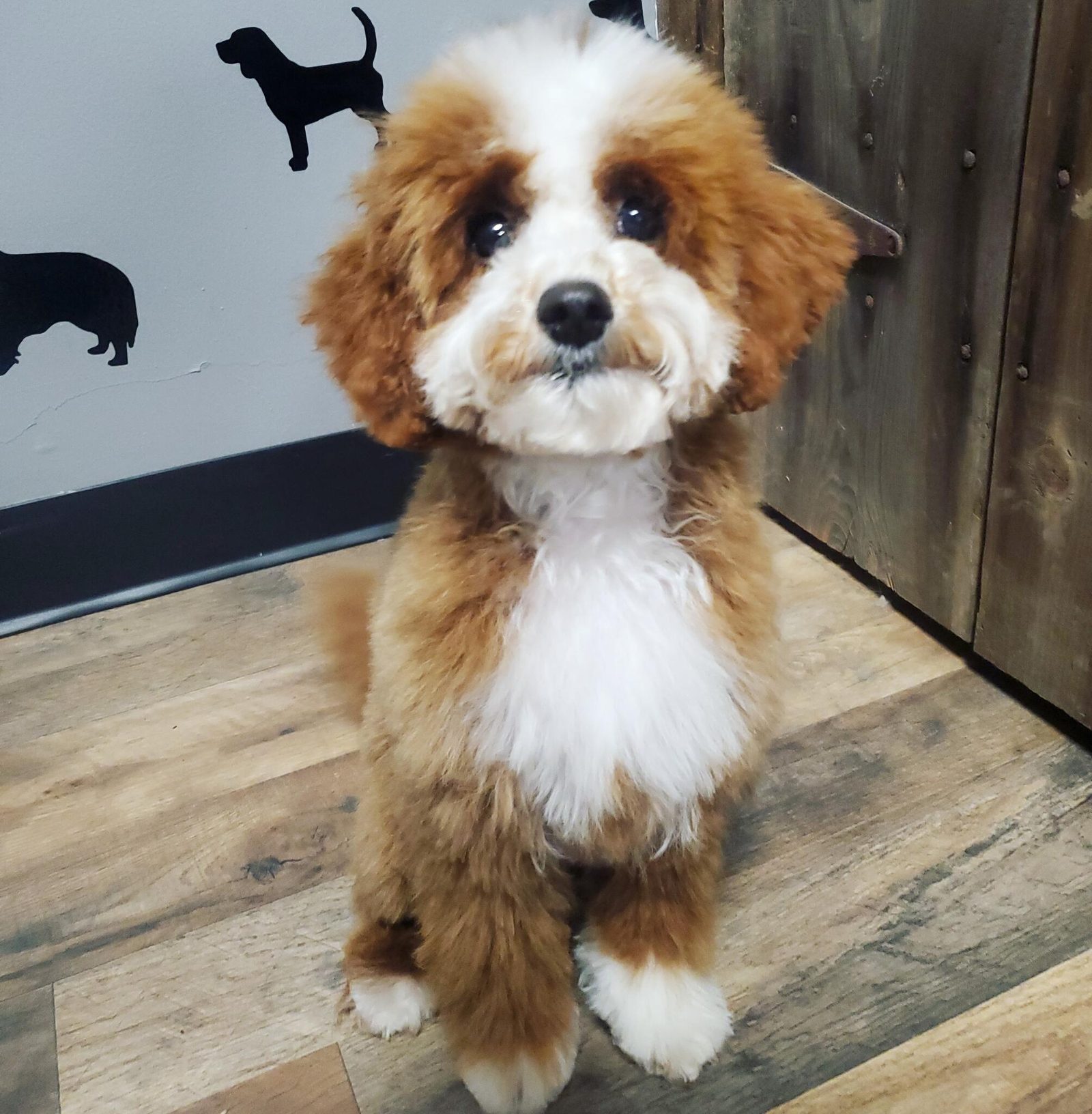 A fluffy brown and white doodle after a groom at The Paw Pad