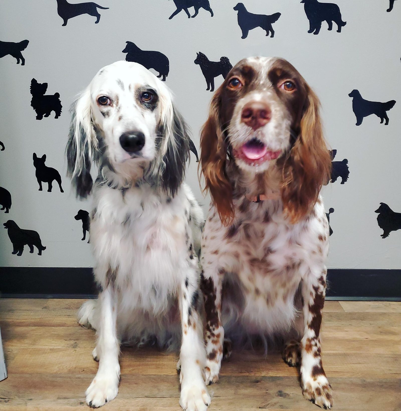 Two freshly groomed spotted dogs sitting together at The Paw Pad