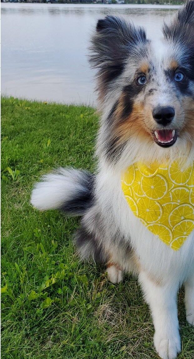 A fluffy sheltie-type dog in a yellow bandana by the lake