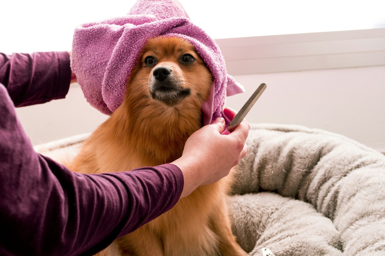 A small fluffy dog wrapped in a pink towel being brushed